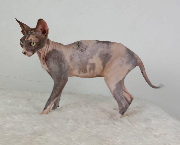 20.แมวสฟิงซ์ เพศเมีย หาบ้าน Sphynx Cat Female looking for a new home รูปที่ 4
