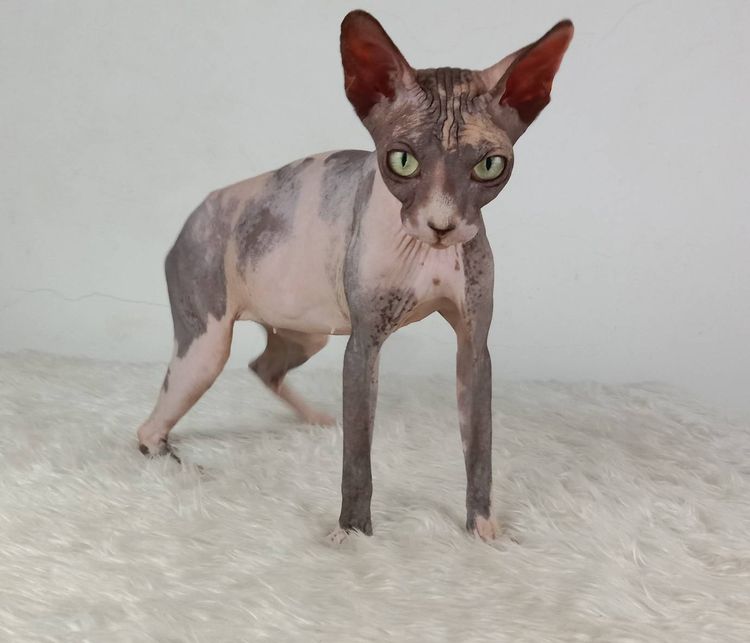 20.แมวสฟิงซ์ เพศเมีย หาบ้าน Sphynx Cat Female looking for a new home รูปที่ 2