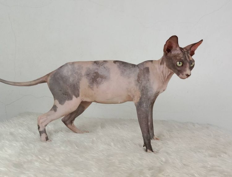 20.แมวสฟิงซ์ เพศเมีย หาบ้าน Sphynx Cat Female looking for a new home รูปที่ 5