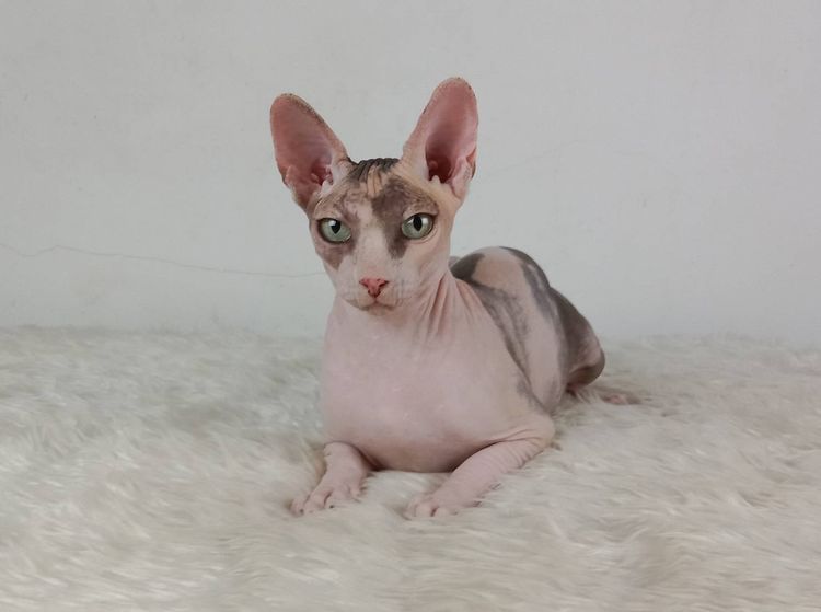 21.แมวสฟิงซ์ เพศเมีย หาบ้าน Sphynx Cat Female looking for a new home รูปที่ 6