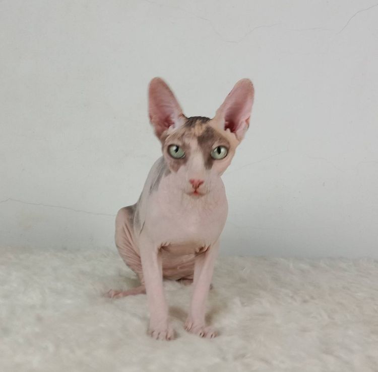 21.แมวสฟิงซ์ เพศเมีย หาบ้าน Sphynx Cat Female looking for a new home รูปที่ 4