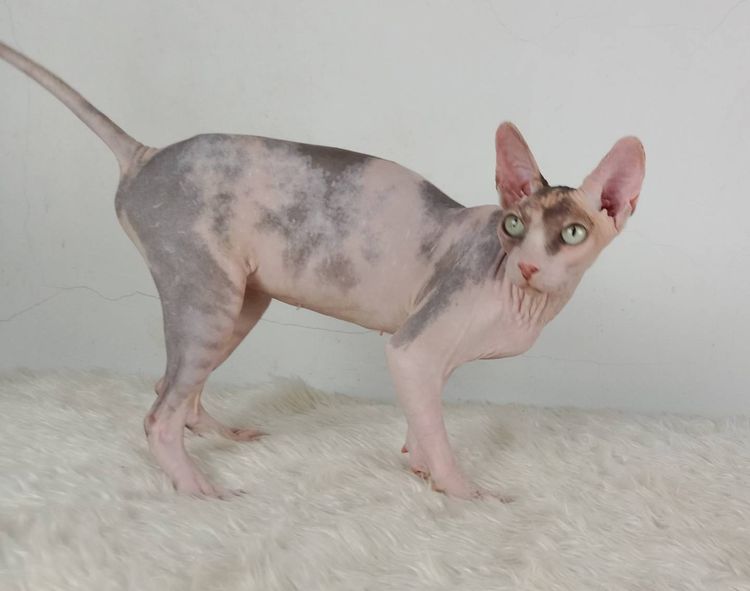 สฟิงซ์ (Sphynx) 21.แมวสฟิงซ์ เพศเมีย หาบ้าน Sphynx Cat Female looking for a new home