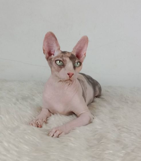 21.แมวสฟิงซ์ เพศเมีย หาบ้าน Sphynx Cat Female looking for a new home รูปที่ 2