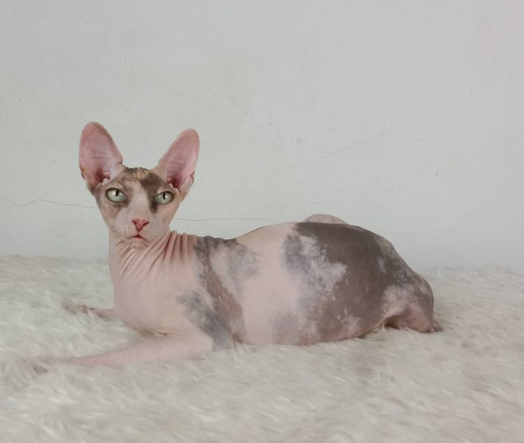 21.แมวสฟิงซ์ เพศเมีย หาบ้าน Sphynx Cat Female looking for a new home รูปที่ 5