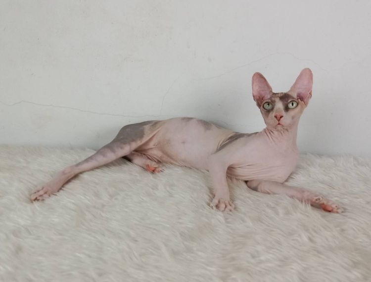 21.แมวสฟิงซ์ เพศเมีย หาบ้าน Sphynx Cat Female looking for a new home รูปที่ 3