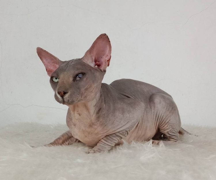 22.แมวสฟิงซ์ เพศผู้ หาบ้าน Sphynx Cat Male looking for a new home รูปที่ 2