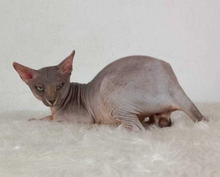 22.แมวสฟิงซ์ เพศผู้ หาบ้าน Sphynx Cat Male looking for a new home รูปที่ 3