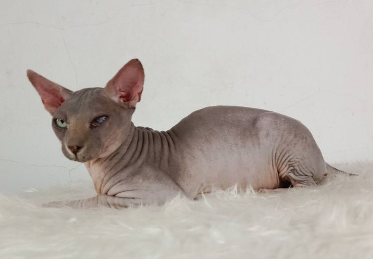 สฟิงซ์ (Sphynx) 22.แมวสฟิงซ์ เพศผู้ หาบ้าน Sphynx Cat Male looking for a new home