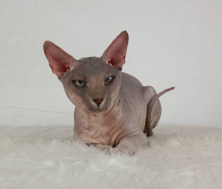 22.แมวสฟิงซ์ เพศผู้ หาบ้าน Sphynx Cat Male looking for a new home รูปที่ 4