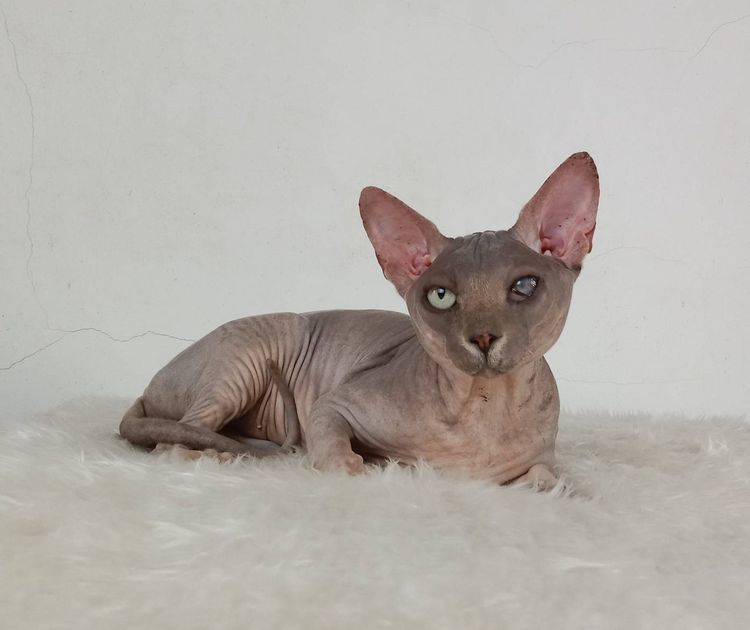 22.แมวสฟิงซ์ เพศผู้ หาบ้าน Sphynx Cat Male looking for a new home รูปที่ 7