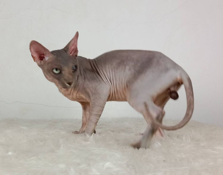 22.แมวสฟิงซ์ เพศผู้ หาบ้าน Sphynx Cat Male looking for a new home รูปที่ 5