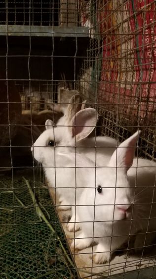ขายกระต่ายพันธ์ไทย. เขตสุพรรณบุรี. คนซื้อมารับเองค่ะ รูปที่ 12