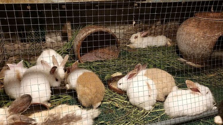 ขายกระต่ายพันธ์ไทย. เขตสุพรรณบุรี. คนซื้อมารับเองค่ะ รูปที่ 11