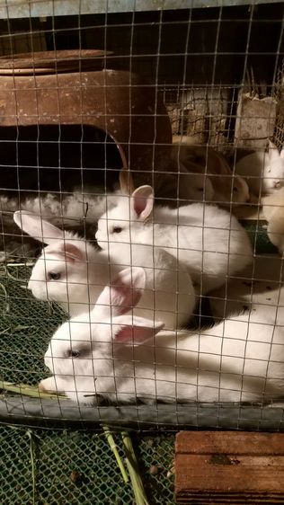 ขายกระต่ายพันธ์ไทย. เขตสุพรรณบุรี. คนซื้อมารับเองค่ะ รูปที่ 9