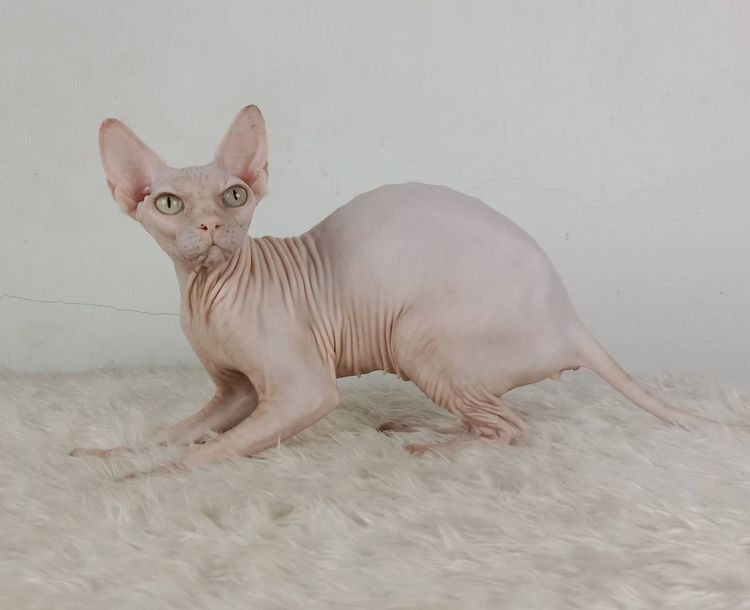 24.แมวสฟิงซ์ เพศเมีย หาบ้าน Sphynx Cat Female looking for a new home รูปที่ 6