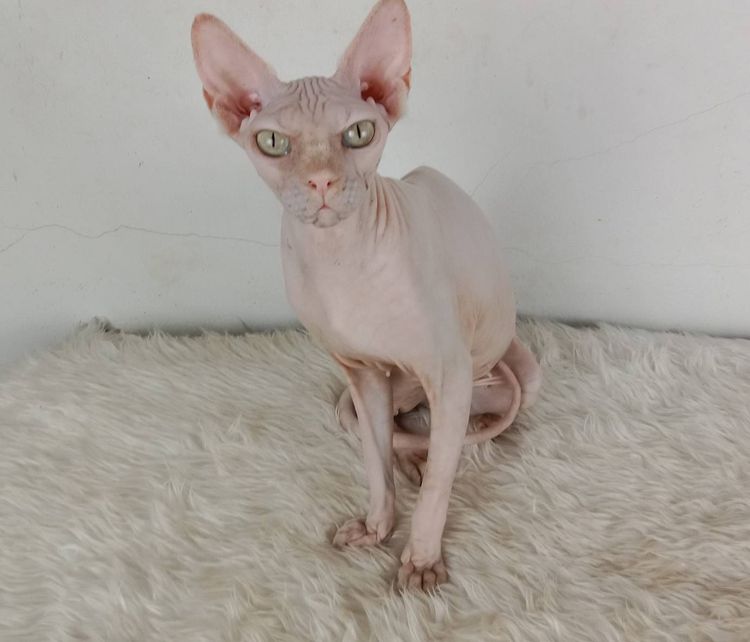 24.แมวสฟิงซ์ เพศเมีย หาบ้าน Sphynx Cat Female looking for a new home รูปที่ 2