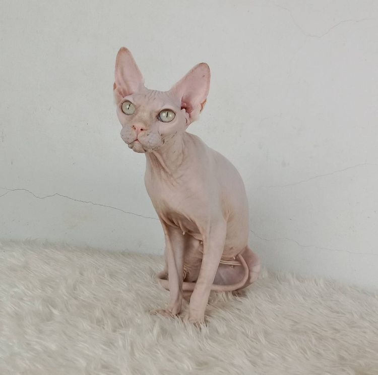 24.แมวสฟิงซ์ เพศเมีย หาบ้าน Sphynx Cat Female looking for a new home รูปที่ 3