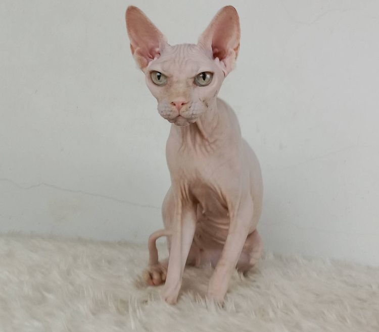 สฟิงซ์ (Sphynx) 24.แมวสฟิงซ์ เพศเมีย หาบ้าน Sphynx Cat Female looking for a new home