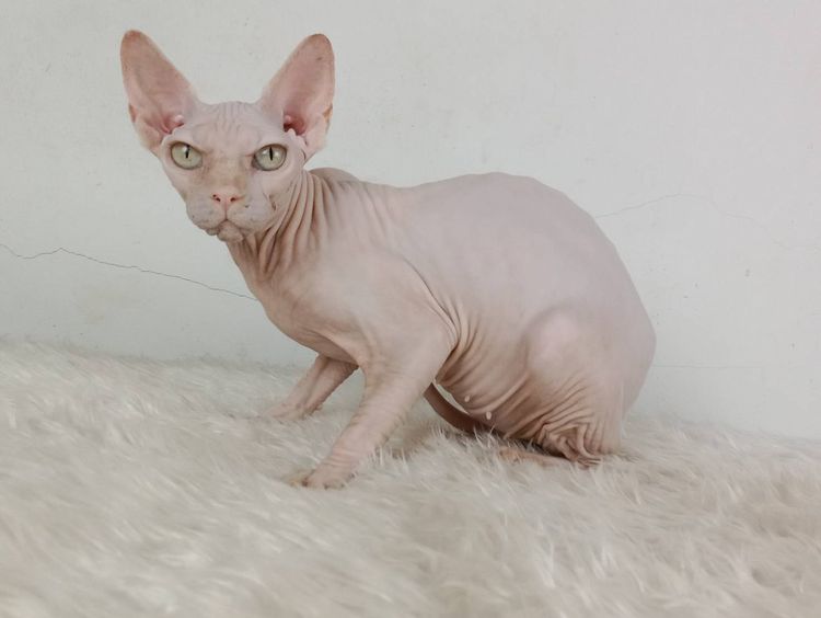 24.แมวสฟิงซ์ เพศเมีย หาบ้าน Sphynx Cat Female looking for a new home รูปที่ 4