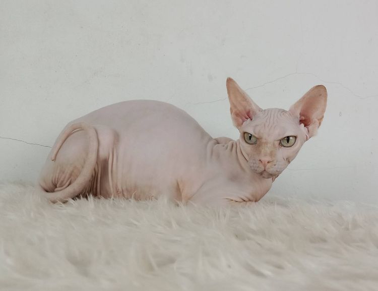 24.แมวสฟิงซ์ เพศเมีย หาบ้าน Sphynx Cat Female looking for a new home รูปที่ 5