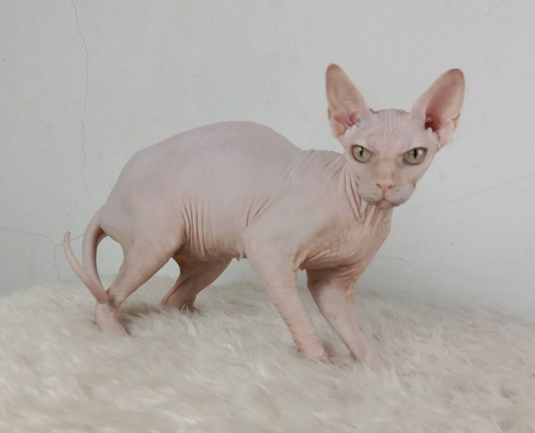 24.แมวสฟิงซ์ เพศเมีย หาบ้าน Sphynx Cat Female looking for a new home รูปที่ 7