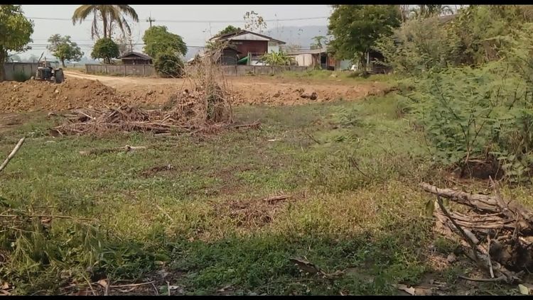 ขายที่ดิน บ้านศรีดอนมูล ต. แม่มะ อ. เชียงแสน 1 ไร่ 1 งาน รูปที่ 4