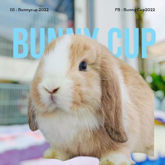 กระต่าย Hl รูปที่ 4