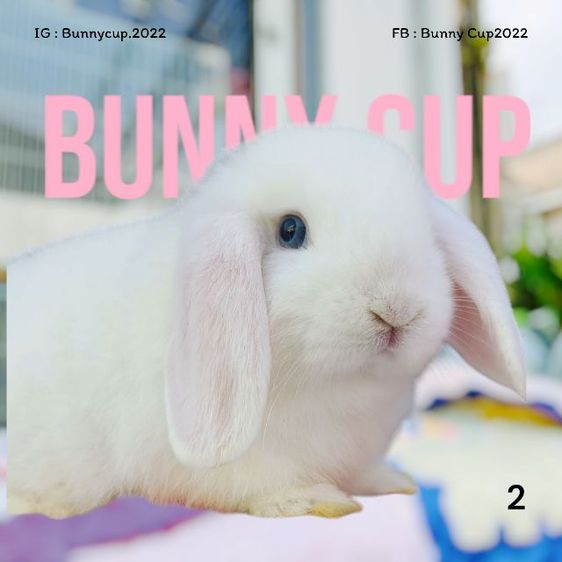 กระต่าย Hl รูปที่ 3