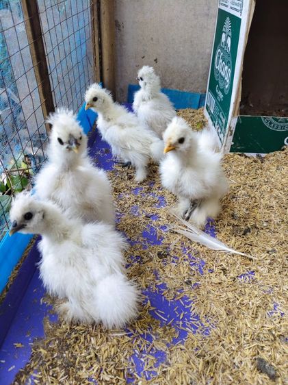 ซิลกี้น้อย