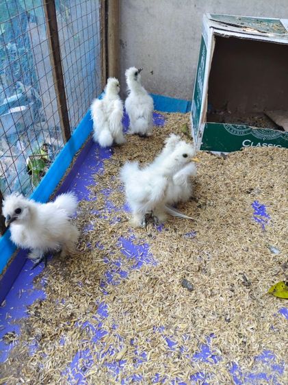 ซิลกี้น้อย รูปที่ 5