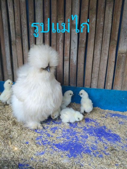 ซิลกี้น้อย รูปที่ 6