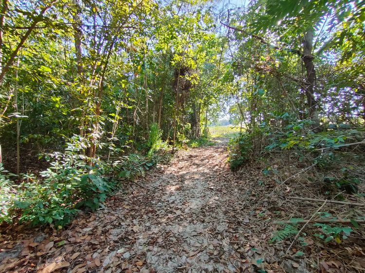 ขายที่ดินนิคมสร้างตนเองลำโดมน้อย อ.สิรินธร อุบลราชธานี รูปที่ 4