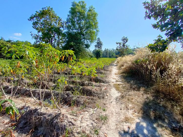 ขายที่ดินนิคมสร้างตนเองลำโดมน้อย อ.สิรินธร อุบลราชธานี รูปที่ 2