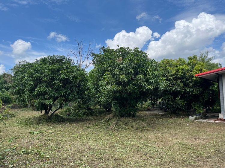มีบางส่วน 2019 บ้านสวนชั้นเดียว รูปที่ 3