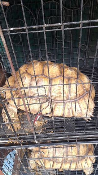 เต่าชูคาต้า ตัวเมีย 16 นิ้ว รูปที่ 3