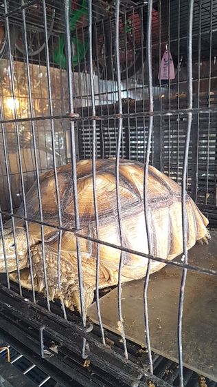 เต่าบกชูคาต้าตัวเมีย 16 นิ้ว รูปที่ 3