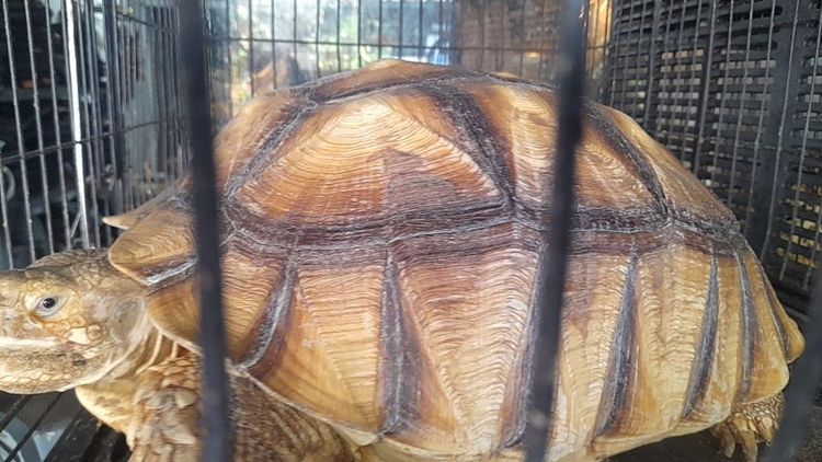 เต่าบกชูคาต้าตัวเมีย 16 นิ้ว รูปที่ 2