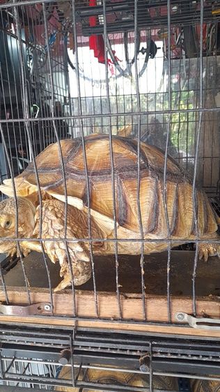 เต่าบกชูคาต้าตัวเมีย 16 นิ้ว