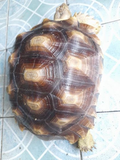 เต่าบกชูตาต้าตัวเมีย12นิ้ว รูปที่ 2