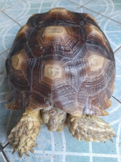 เต่าบกชูตาต้าตัวเมีย12นิ้ว