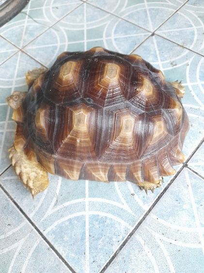 เต่าบกชูตาต้าตัวเมีย12นิ้ว รูปที่ 3