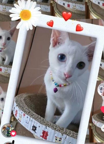 แมวขาวมณีตาสีฟ้าสีเหลืองและตาสองสี รูปที่ 8