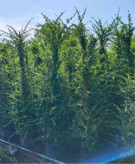 ต้นไม้จริง ต้นชาดัด หรือ ชาฮกเกี้ยน