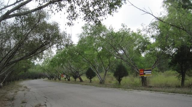 💖 ที่ดิน บางเลน ราคาพิเศษ! 💖