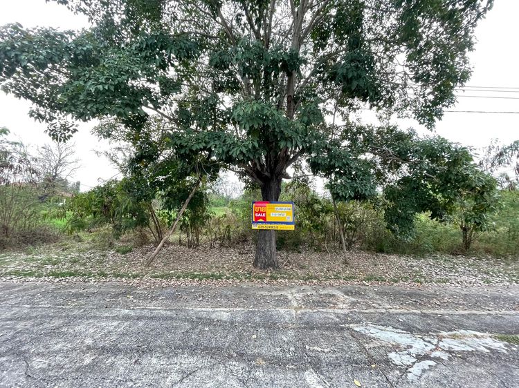 ใช่ 💖 ที่ดิน บางไทร ราคาพิเศษ! 💖 รูปที่ 2