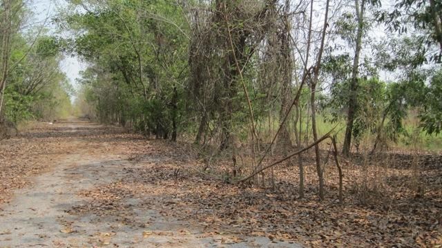 ใช่ 💖 ที่ดิน บางเลน ราคาพิเศษ! 💖 รูปที่ 3