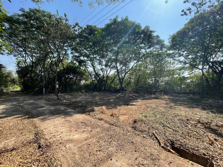 ใช่ 💖 ที่ดิน หางดง ราคาพิเศษ! 💖 รูปที่ 4