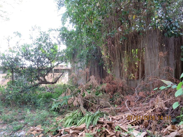 ใช่ 💖 ที่ดิน บางบัวทอง ราคาพิเศษ! 💖 รูปที่ 4