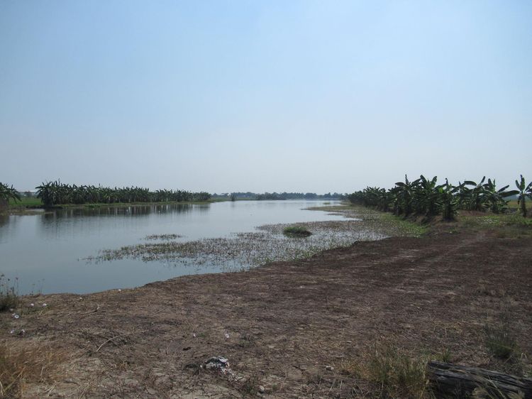 ใช่ 💖 ที่ดิน บางเลน ราคาพิเศษ! 💖 รูปที่ 2