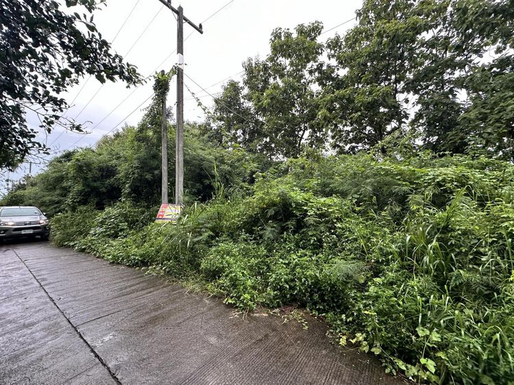 ใช่ 💖 ที่ดิน สันป่าตอง ราคาพิเศษ! 💖 รูปที่ 3